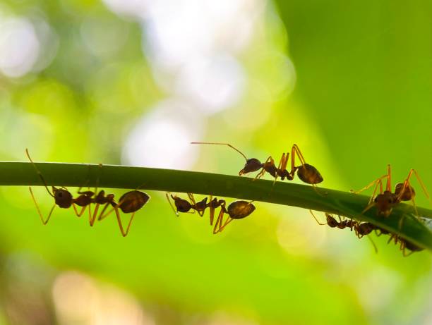 fourmis sur une feuille